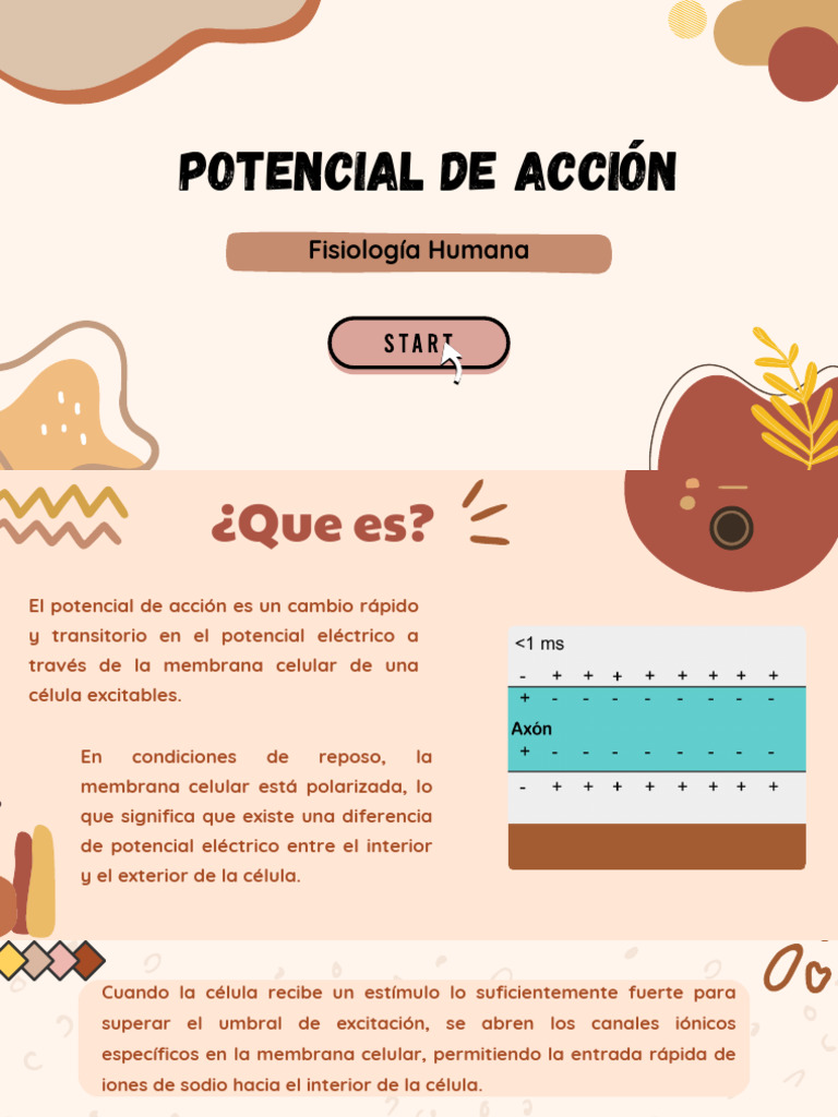 Potencial de acción | PDF | Sinapsis | Neurona