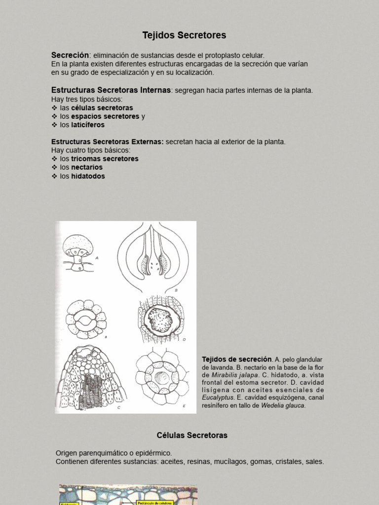 Tejidos Secretor Vegetales: Tipos y Funciones | PDF | Morfología ...