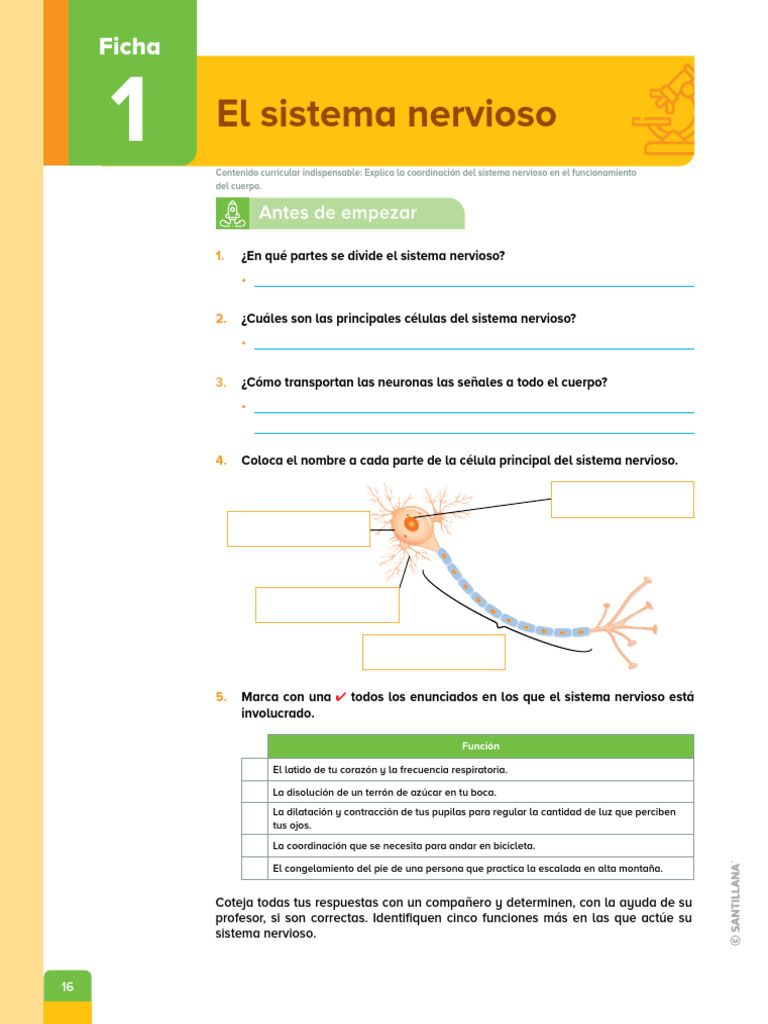Hoja De Trabajo Sistema Nervioso Ii Pdf Sistema Nervioso Cerebro