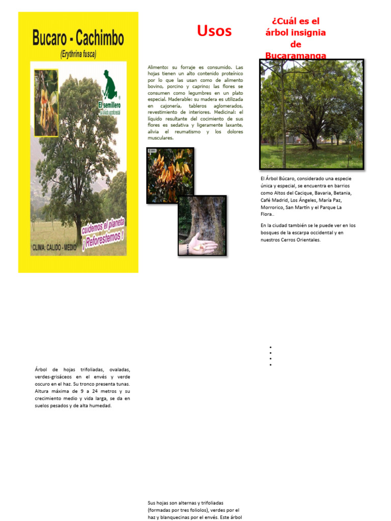 Características y Usos del Árbol Búcaro | PDF | Arboles | Botánica