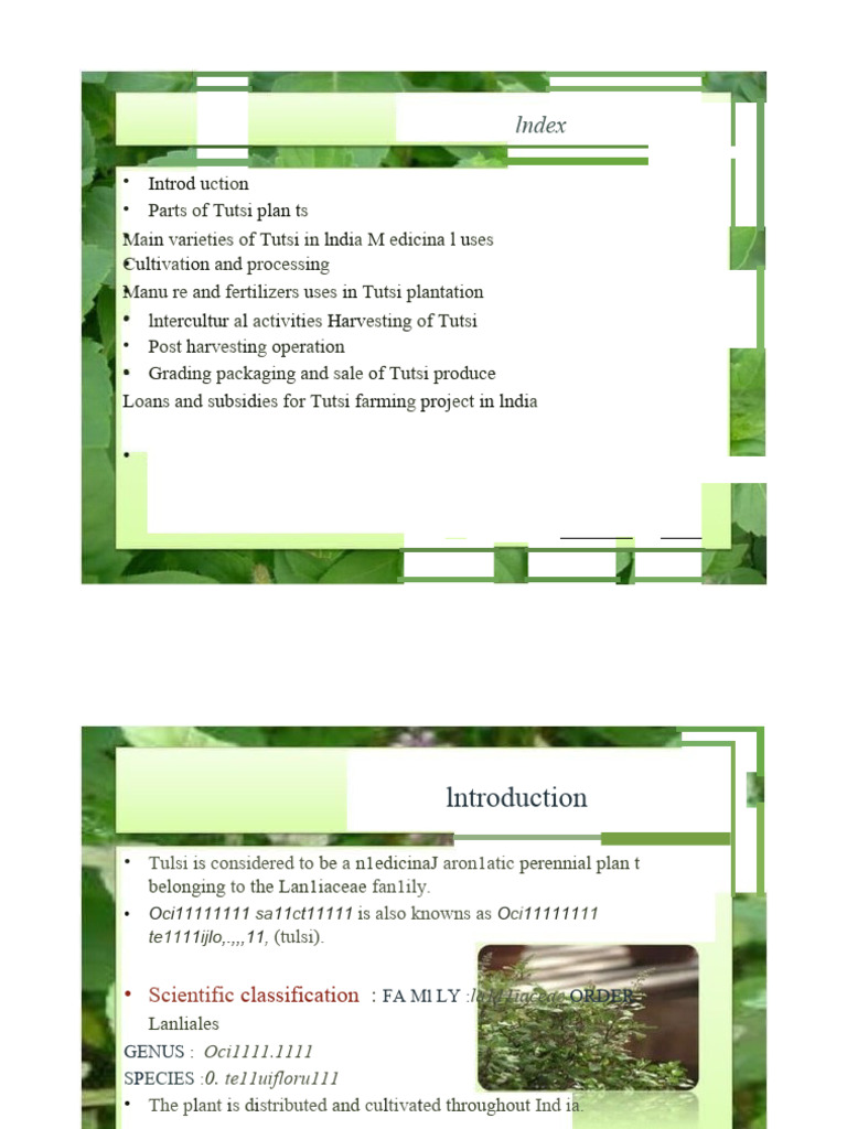 Tulsi Plant: Classification and Cultivation | PDF | Soil | Plant Nursery