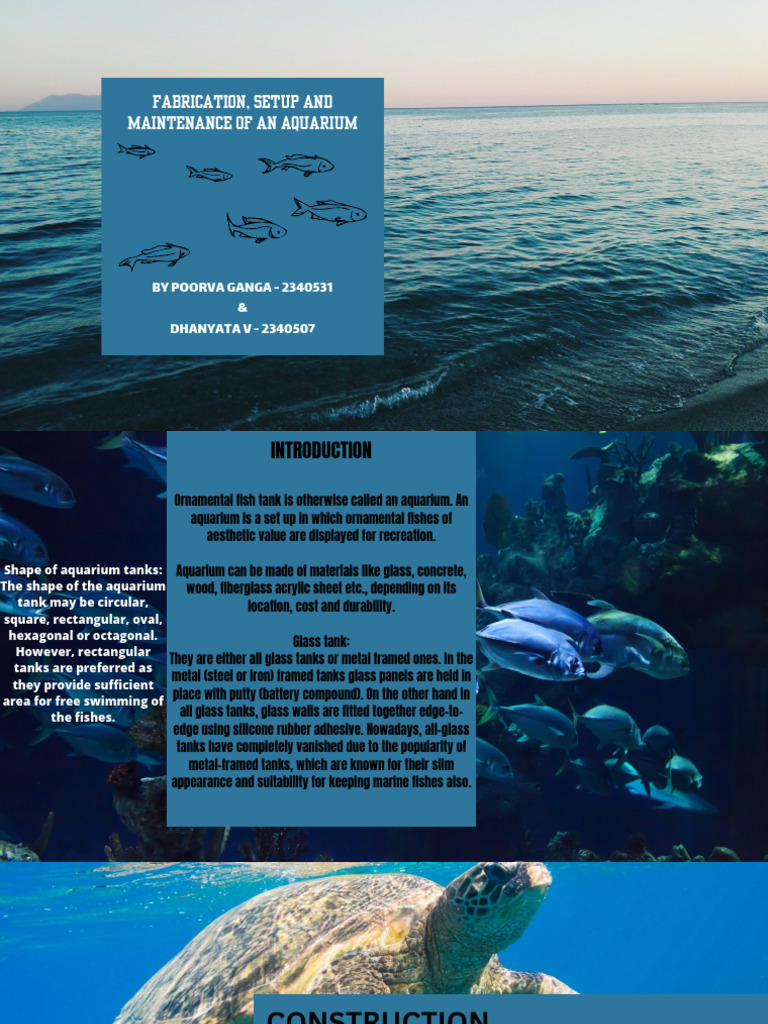 Stunning Aquarium Setup And Maintenance Guide image