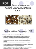Neritina virginea (Linnaeus, 1758)