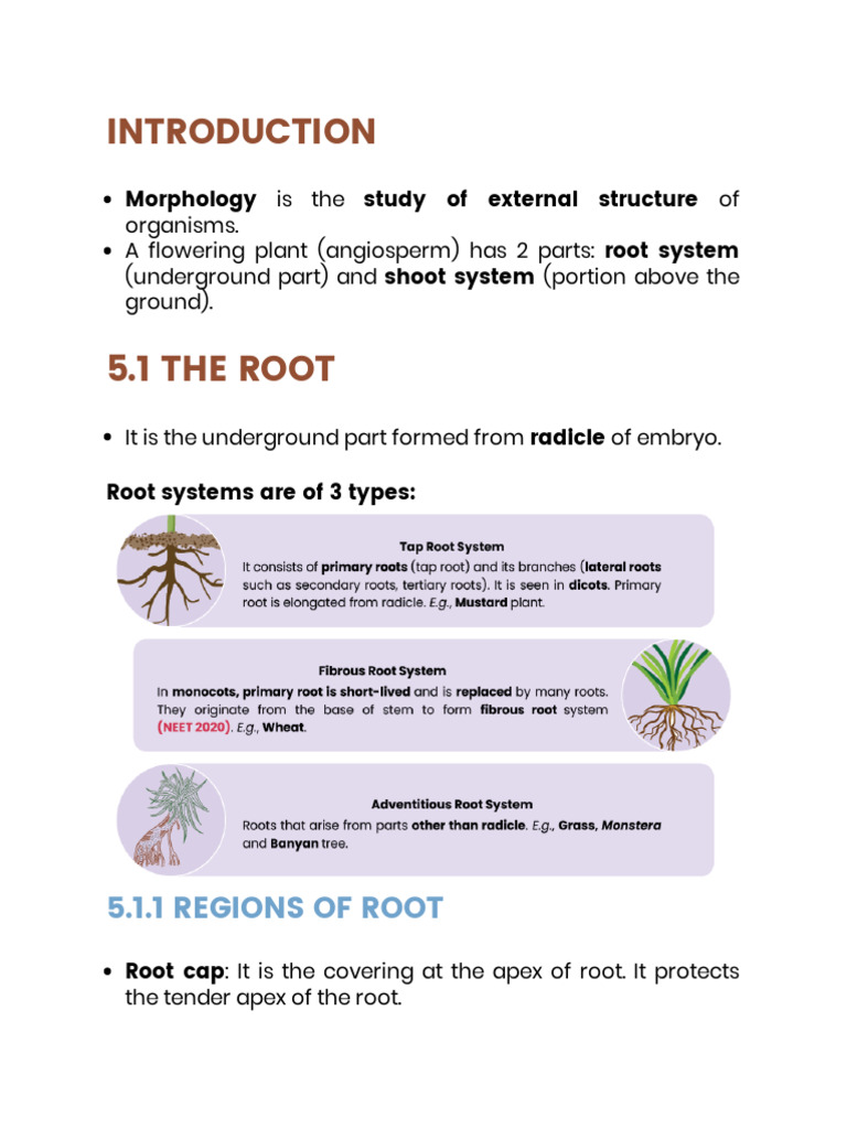 Plant Morphology: Roots, Stems, Leaves, Flowers | PDF | Leaf | Seed