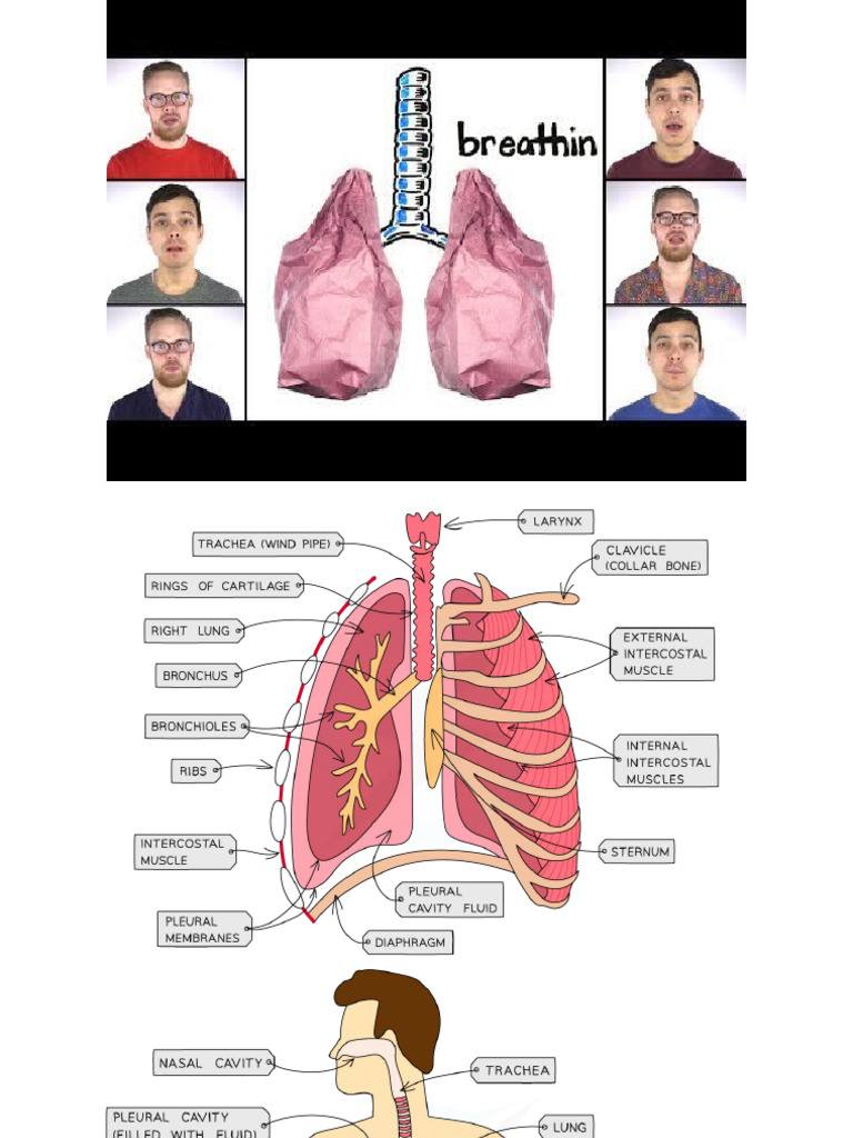 Intercostal Muscles and Breathing Mechanics | PDF | Breathing ...