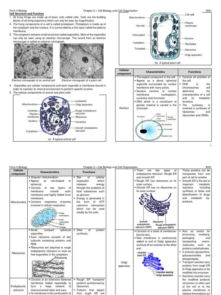Chapter 2 Biological Cell and Cell Organisation | PDF | Endoplasmic ...
