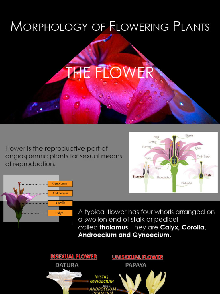 Thalamus and Pedicel in Flower Morphology | PDF