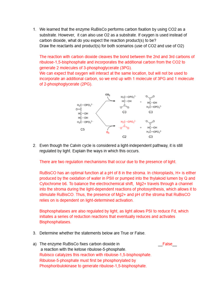 RuBisCO Function and Calvin Cycle Insights | PDF | Nicotinamide Adenine ...