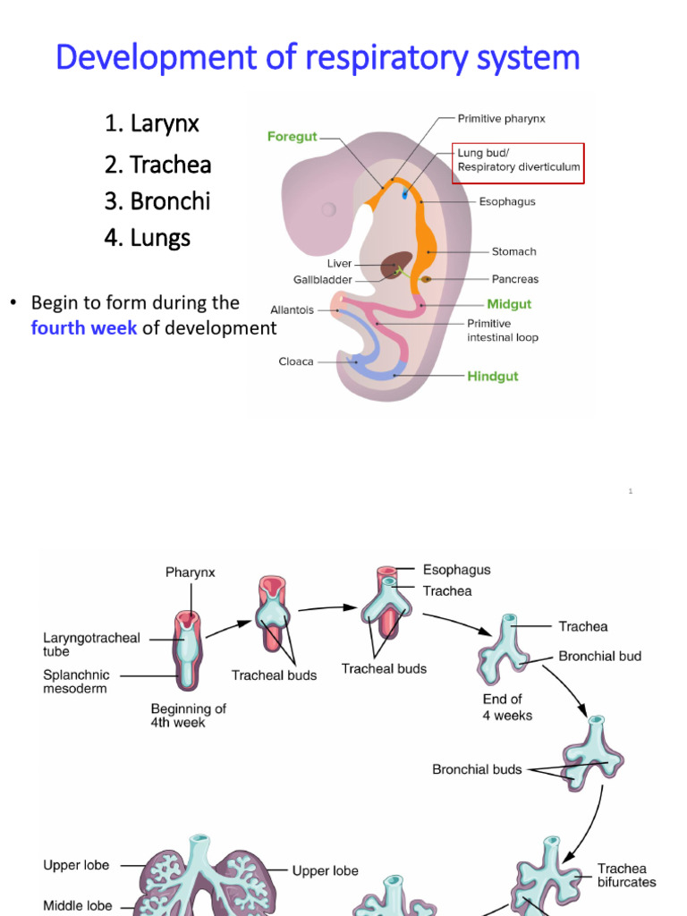 Development of Respiratory S | PDF | Lung | Larynx
