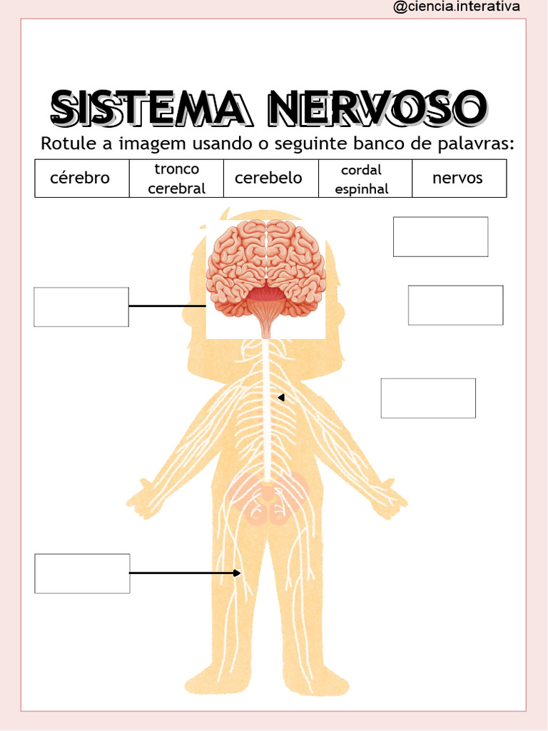 ATIVIDADES Sistema Nervoso | PDF | Cérebro | Sistema nervoso