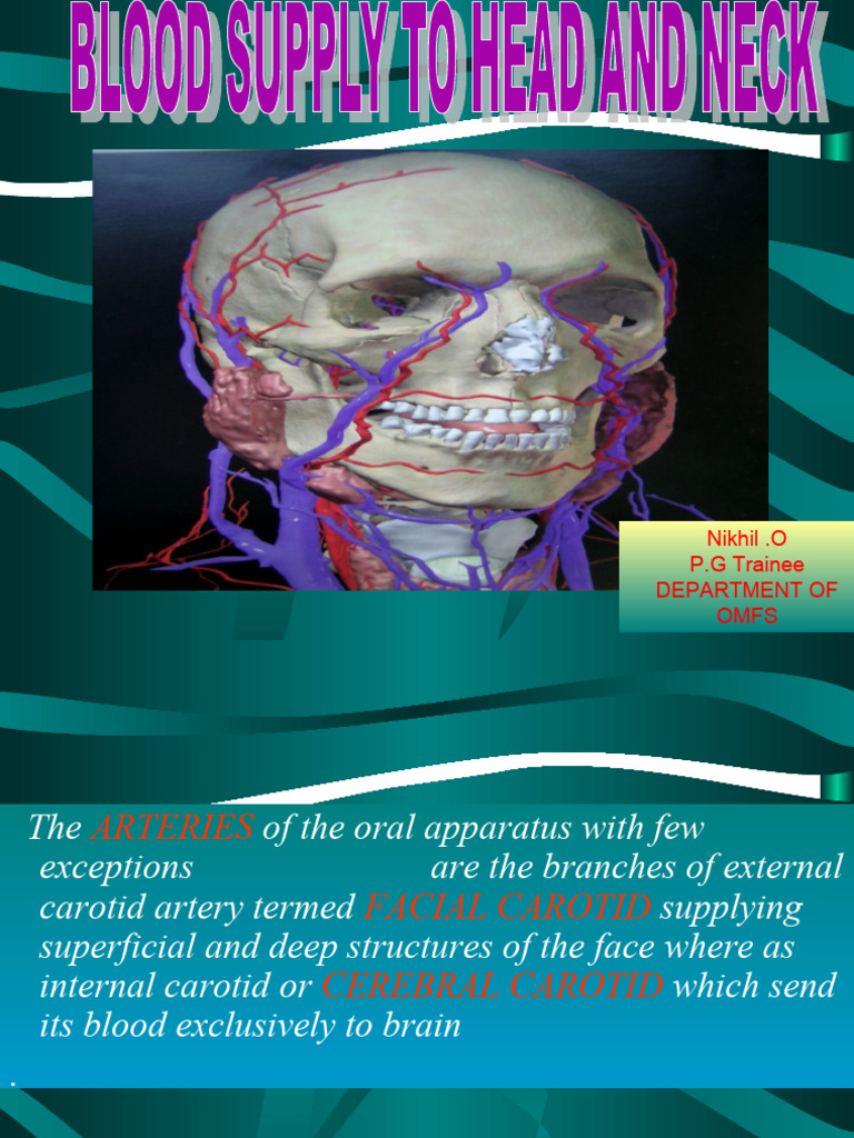 Blood Supply To Head and Neck | PDF | Common Carotid Artery | Tongue