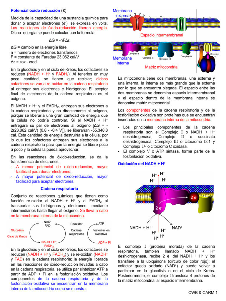 1.1 Resp Chain & Ox Phos | PDF | Cadena de transporte de electrones ...