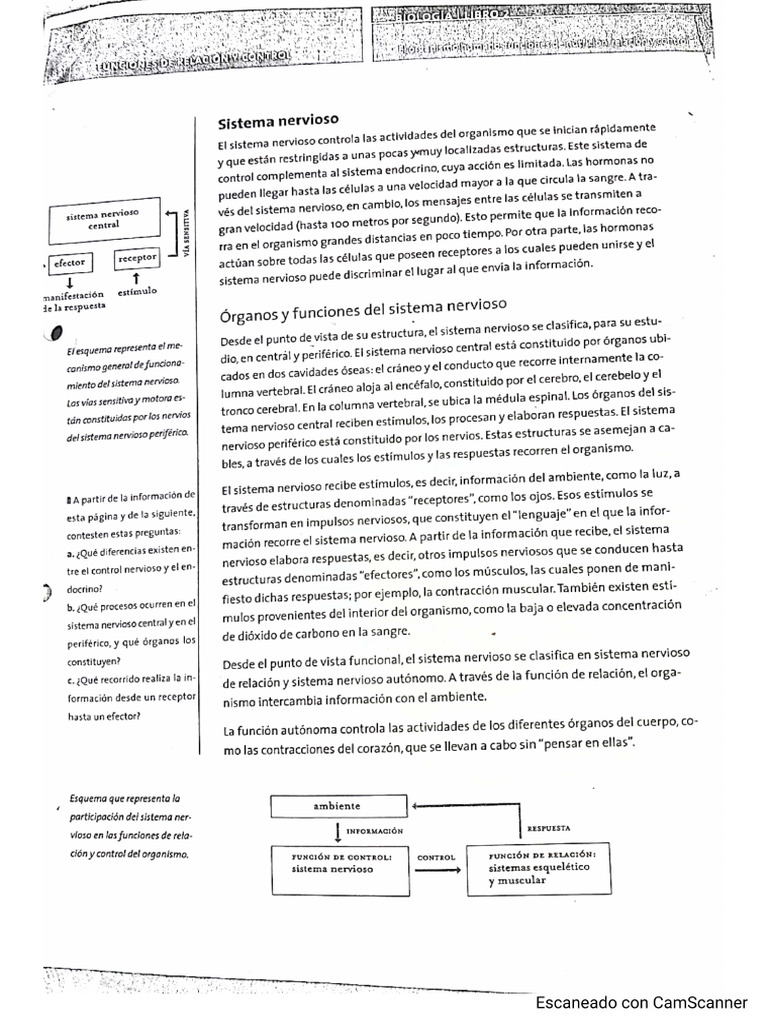 SISTEMA NERVIOSO- SENTIDOS | PDF