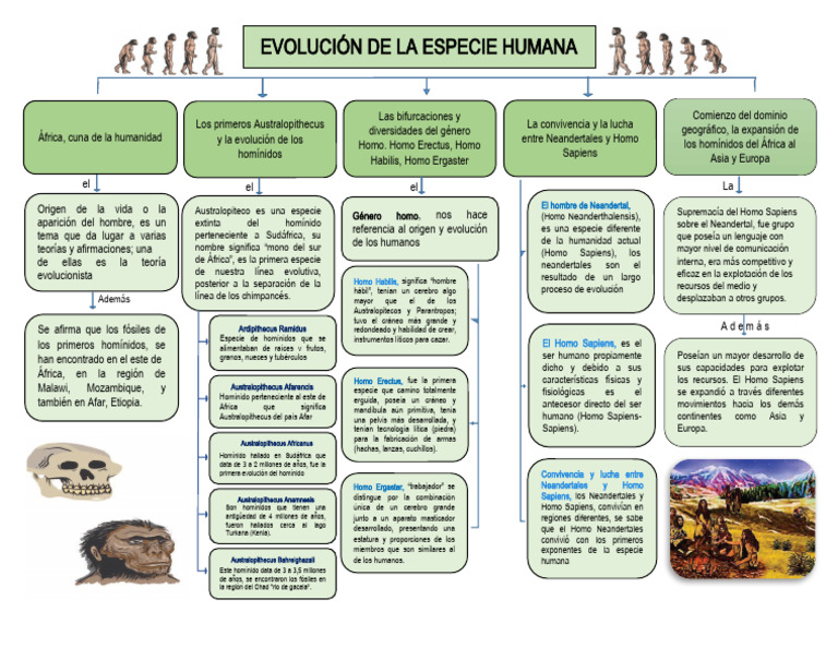 Mapa Conceptual Evolucion Humana | PDF | Homo | Evolución humana
