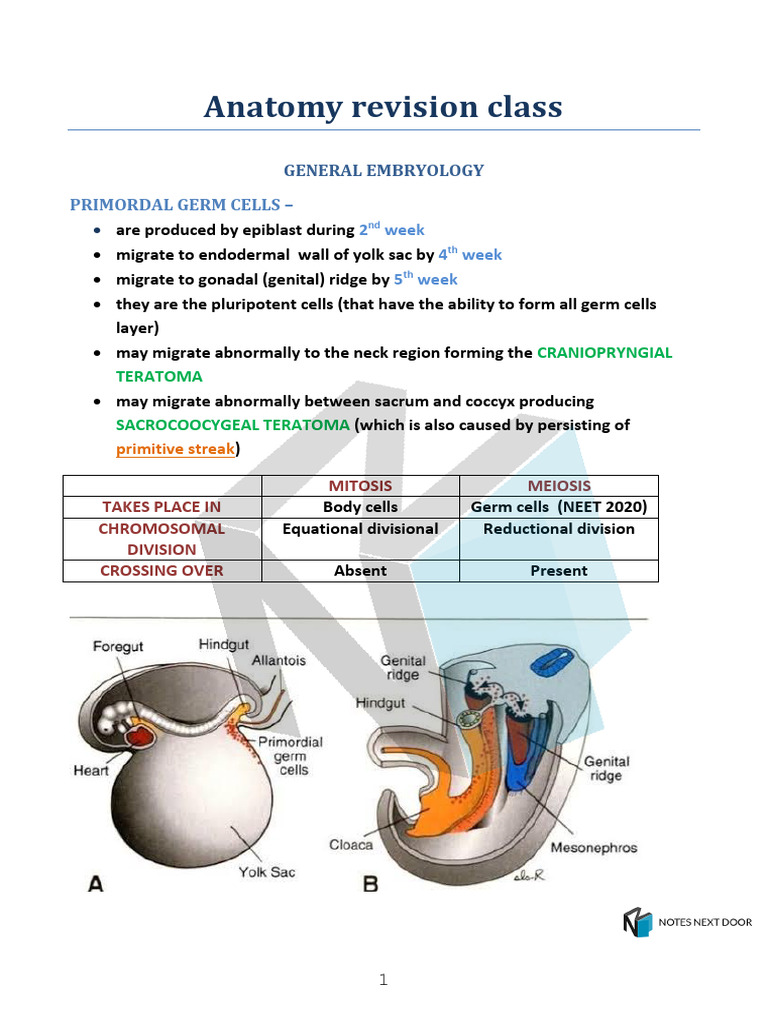 Anat Revision Sample | PDF | Spinal Cord | Anatomy