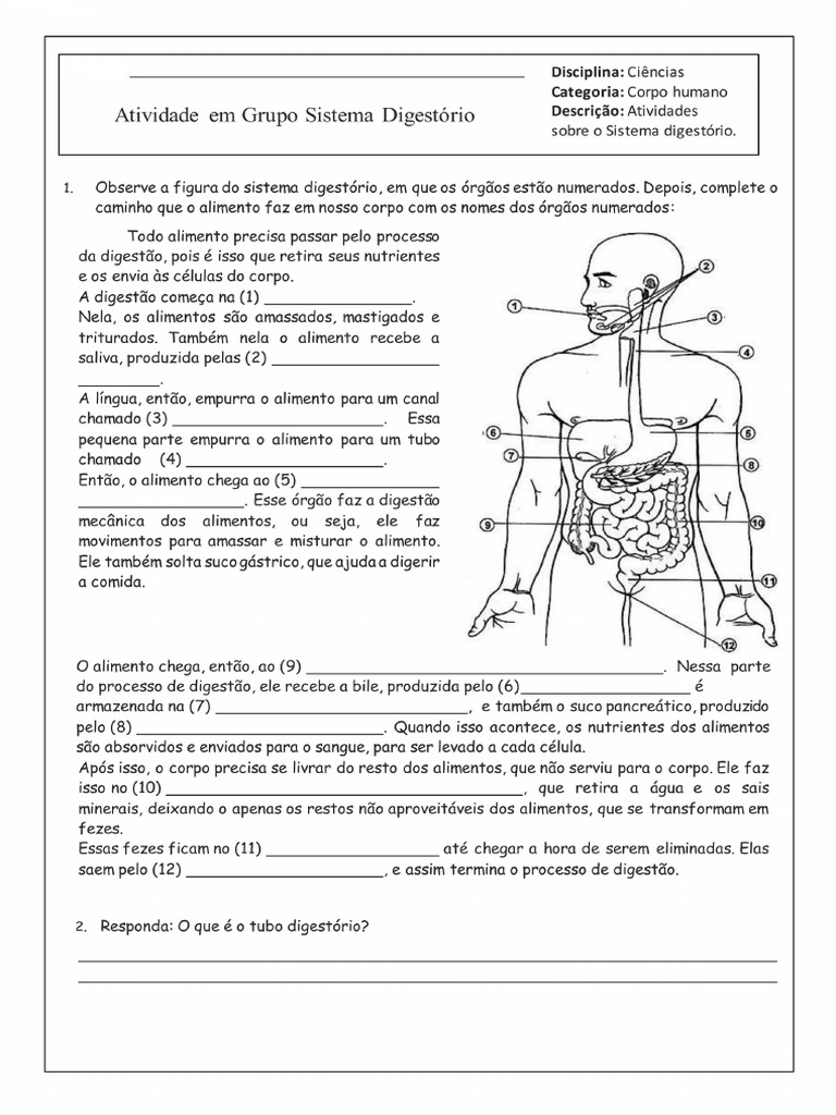 Atividades Sistema Digestorio | PDF