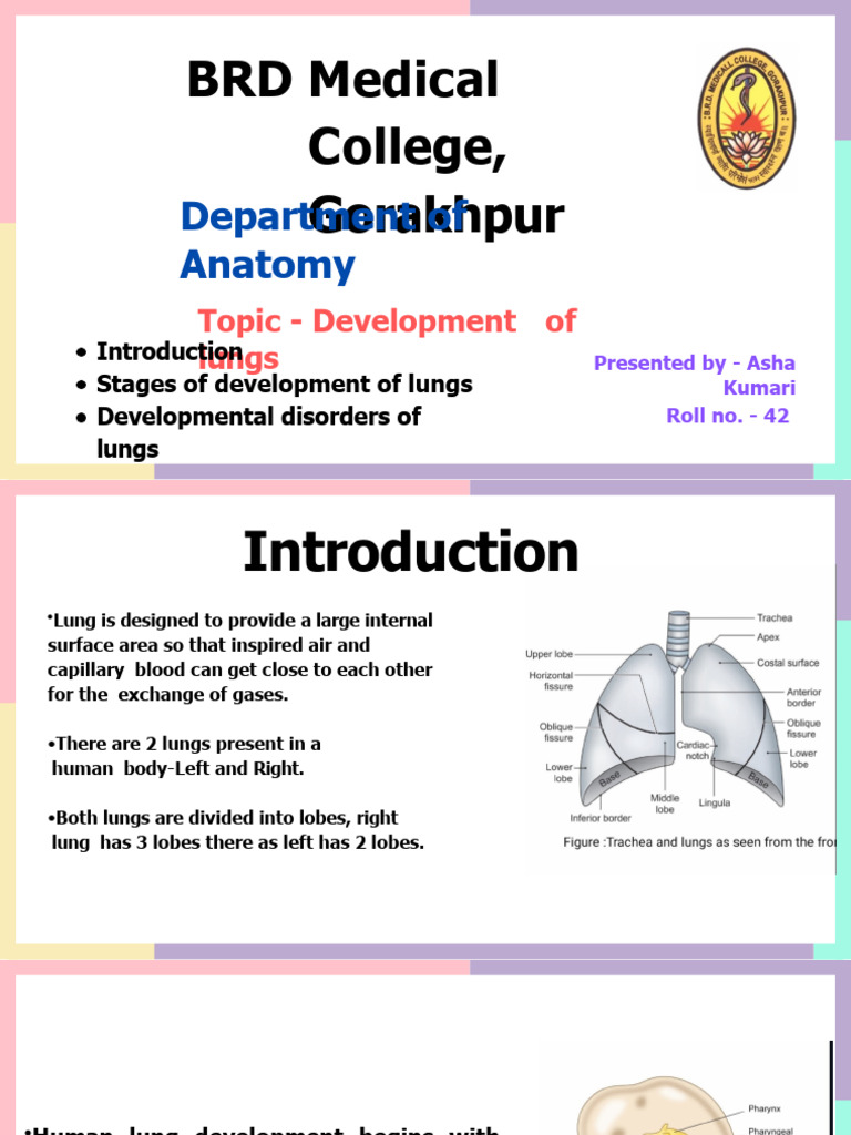 Lung Development Stages Overview | PDF | Lung | Respiratory System