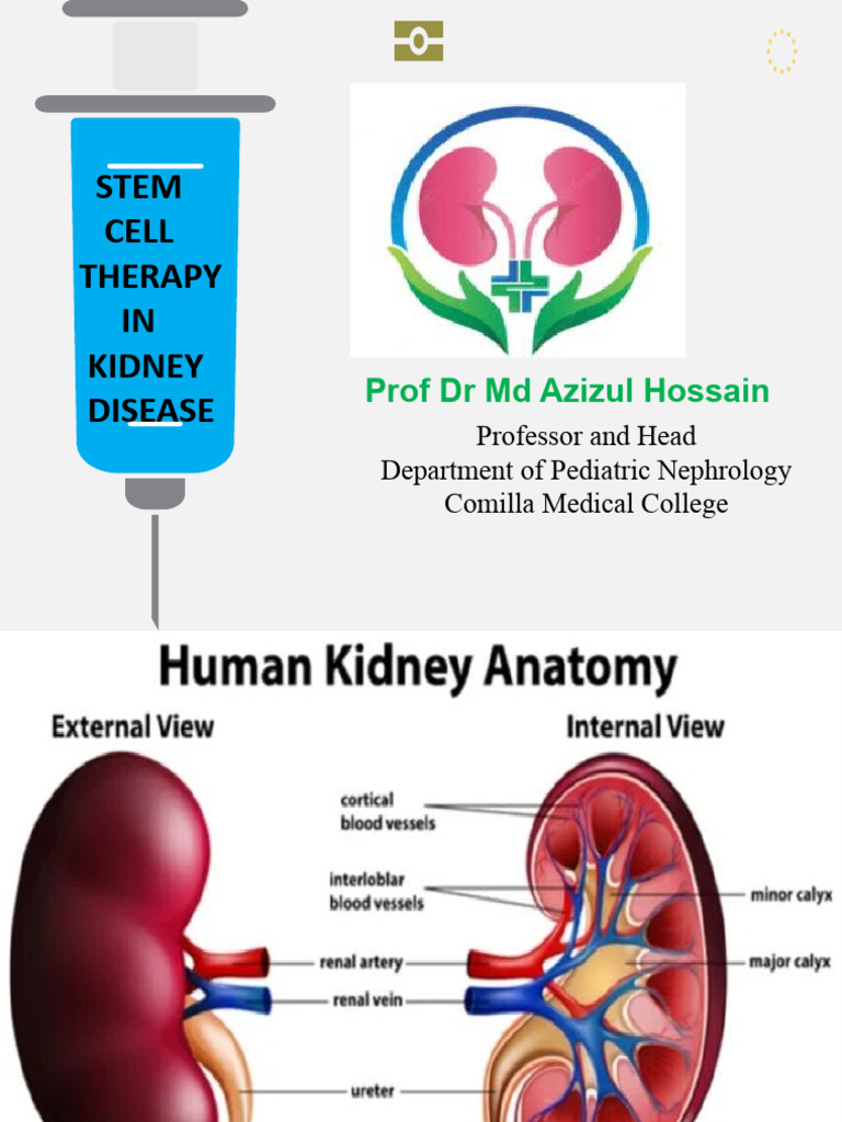 Stem Cell Therapy for Kidney Disease | PDF | Kidney | Stem Cell