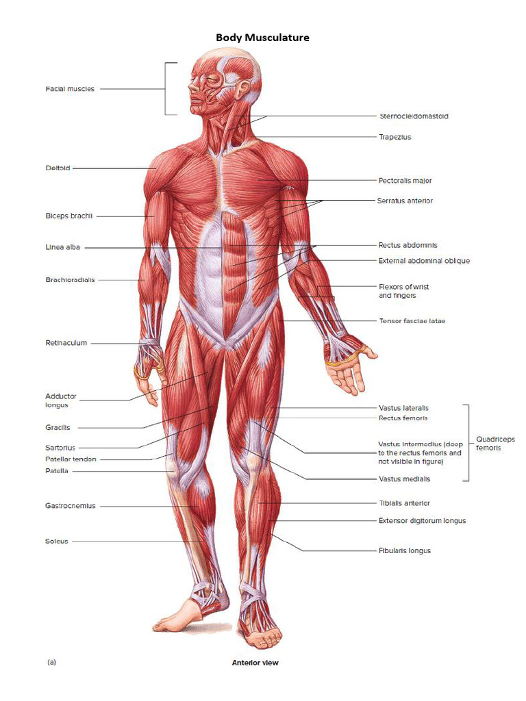 Skeletal & Muscular Visual | PDF | Foreign Language Studies | Wellness