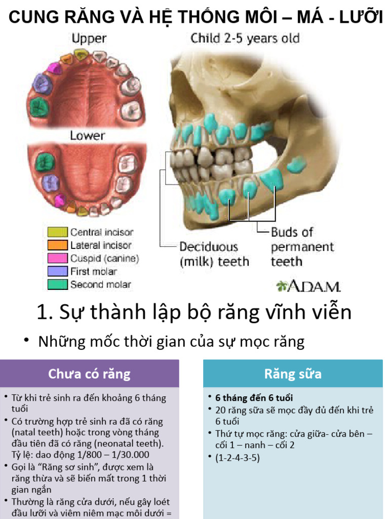 PART 1 B4.Cung răng và hệ thống môi - má | PDF