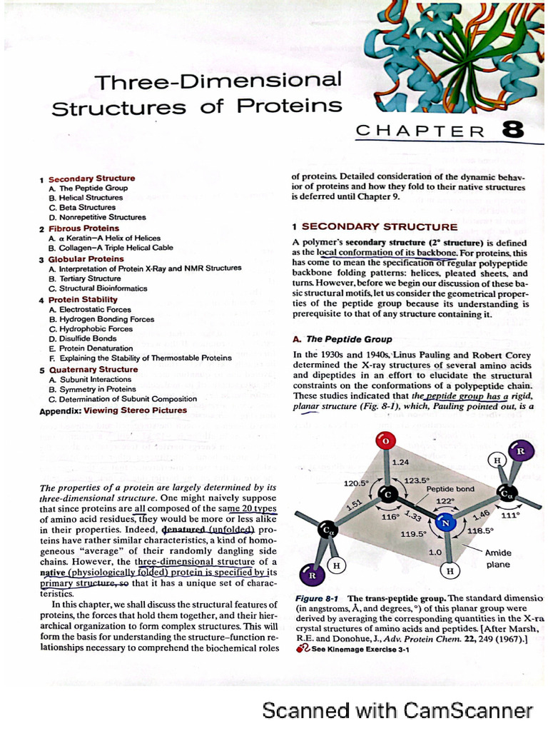Proteins | PDF