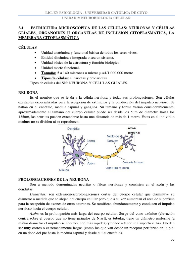 Bases Unidad 2 Final | PDF | Sinapsis | Neurona
