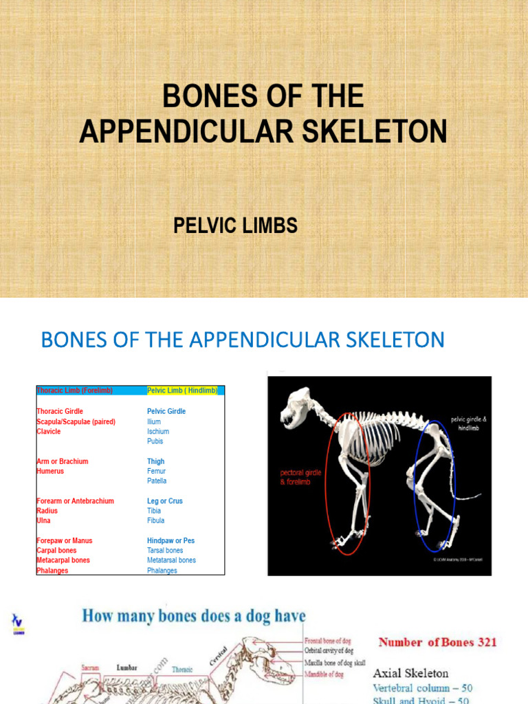 Bones of The Appendicular Skeleton - 030624pptx | PDF | Pelvis | Human Leg