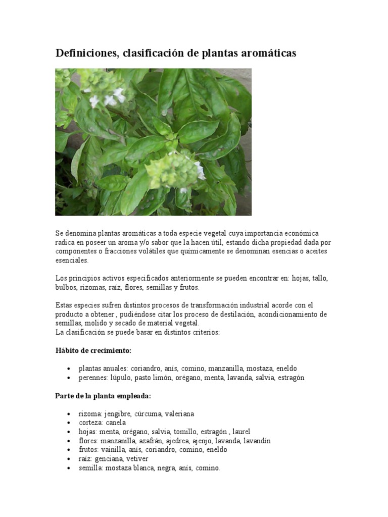 Huerto de aromáticas: 10 consejos para empezar uno