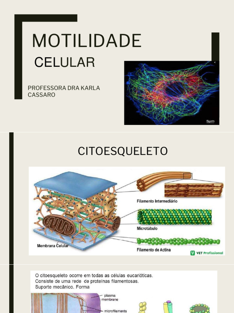 Funções da Motilidade Celular | PDF | Citoesqueleto | Célula (Biologia)