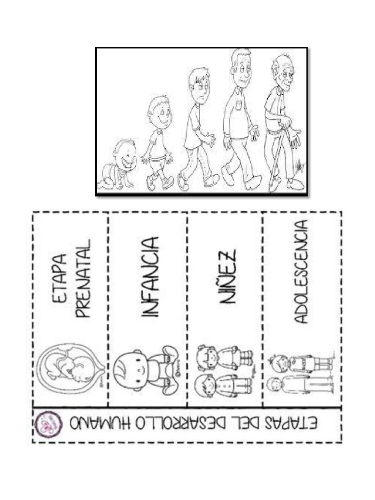 ETAPAS DEL DESARROLLO HUMANO. | PDF