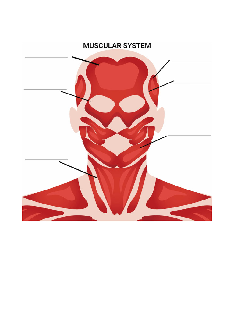 Printablee blank head and neck muscles diagram 191679 jpg pdf