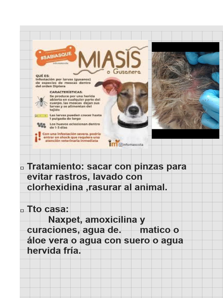 Miasis Epidermis Canino - 240321 - 153015 | PDF