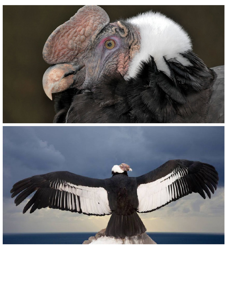 El cóndor andino | PDF | Aves | Ornitología