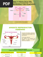 Dibujo del aparato reproductor para colorear | PDF | Sistema ...