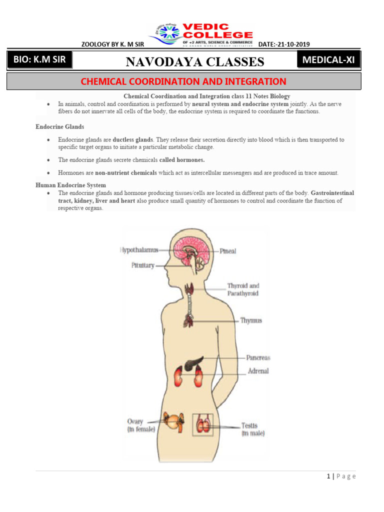 Chemical Control and Oordination | PDF | Endocrine System | Hormone