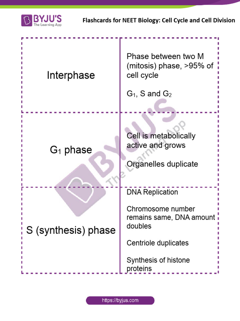 Cell Cycle and Division Flashcards | PDF | Meiosis | Mitosis