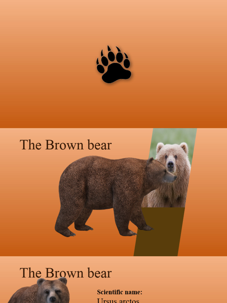 The Brown Bear | PDF | Bears | Grizzly Bear