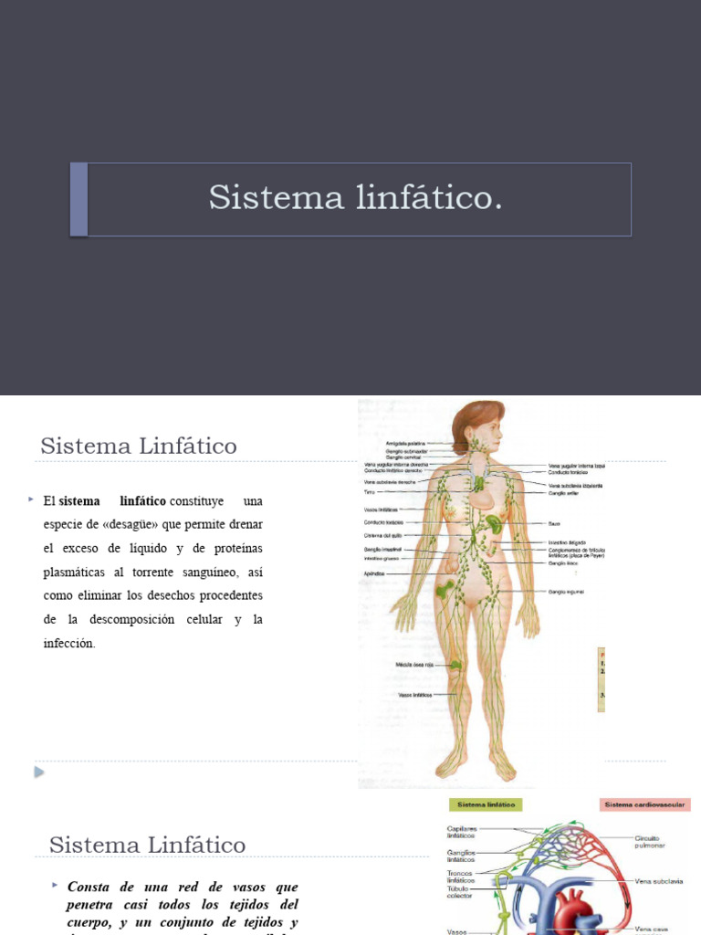 Sistema Linfatico Pdf Sistema Linfático Sistema Circulatorio