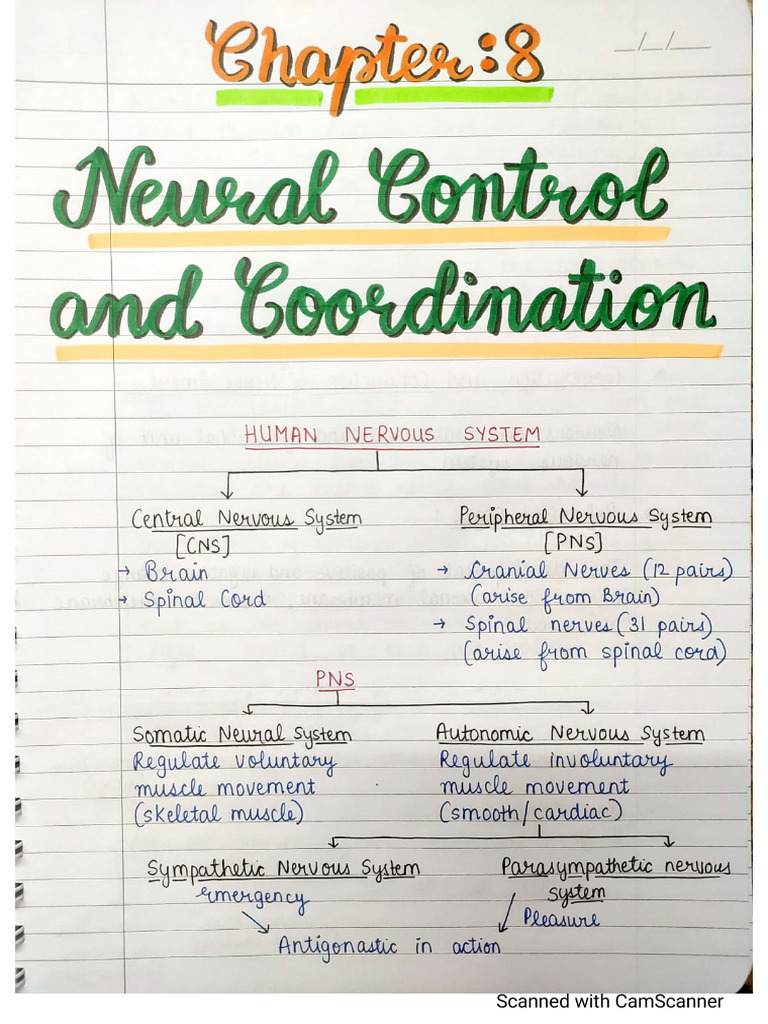 Neural Control and Coordination | PDF