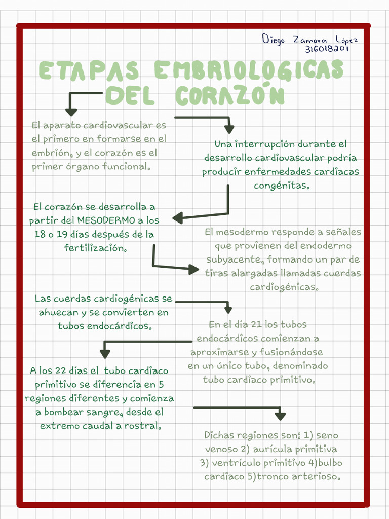 Etapas Embriologicas Del Corazon Pdf