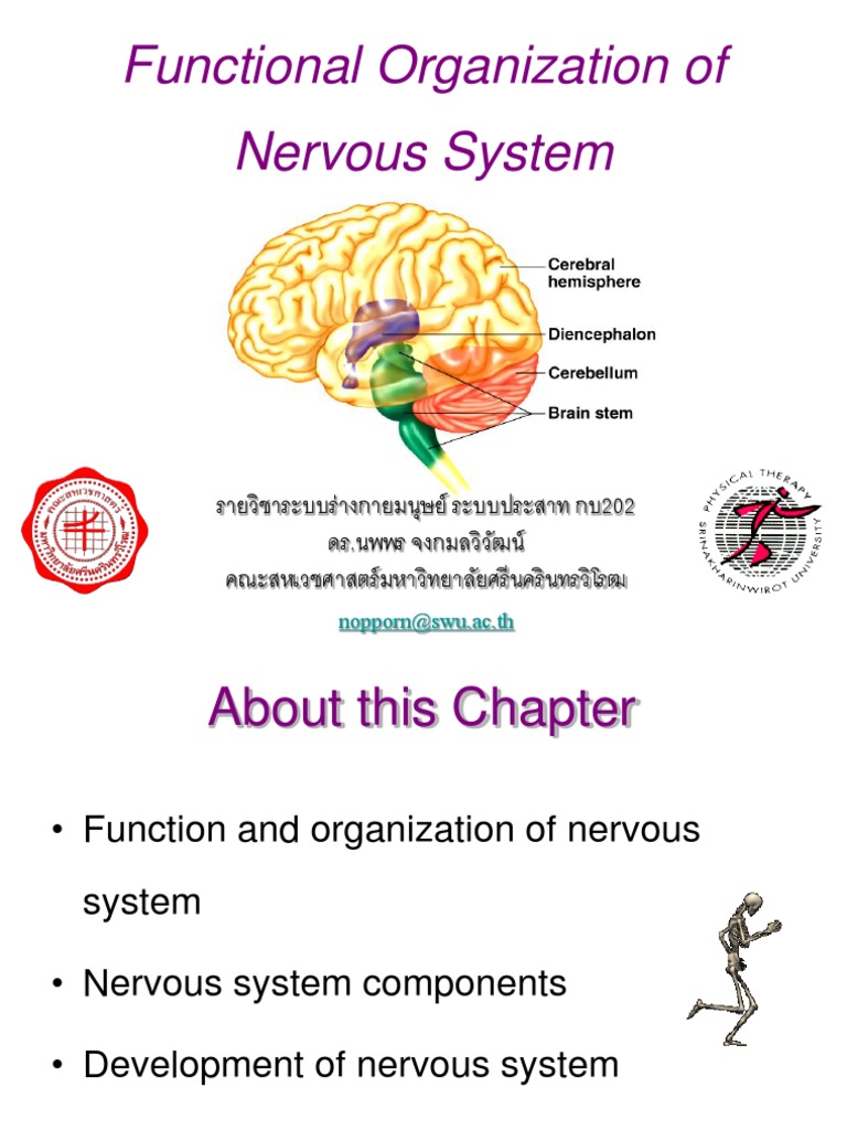 Nervous System Structure and Function | PDF | Central Nervous System ...