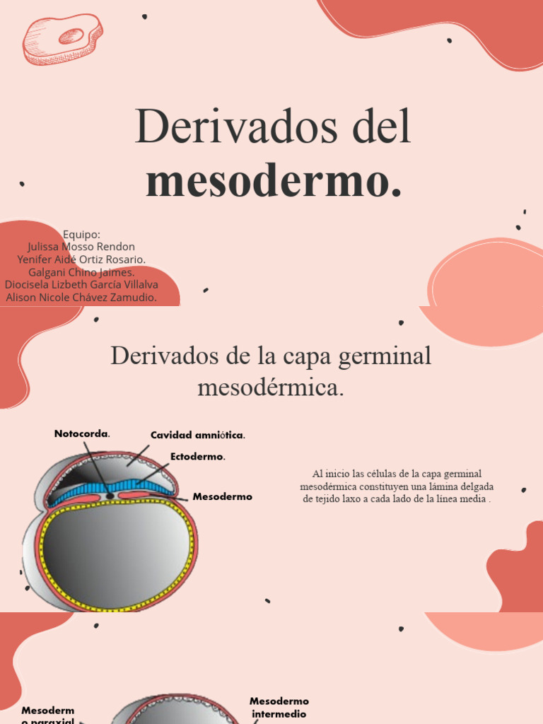 Derivados del Mesodermo en Embriología | PDF | Anatomía | Biología