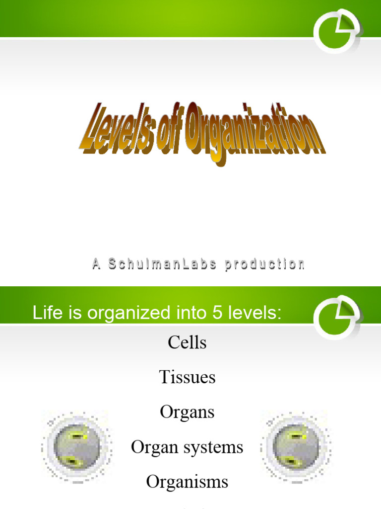 Levels of Organization in Humans | PDF | Human Body | Tissue (Biology)