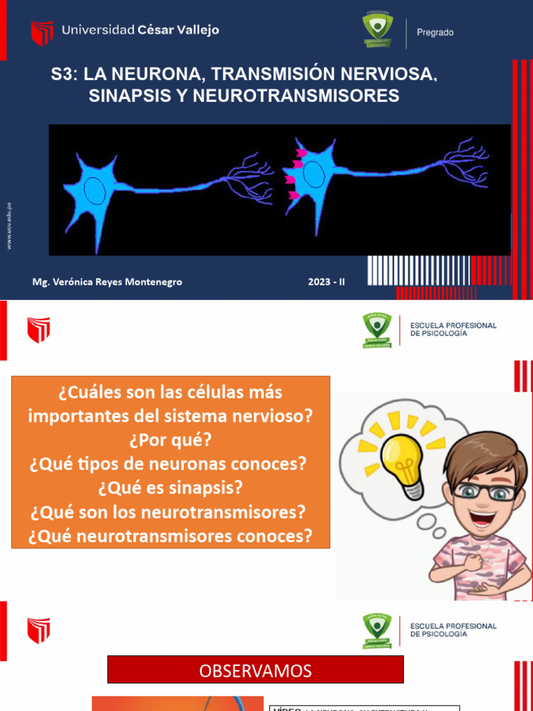 s3 La Neurona | PDF | Neurona | Sinapsis