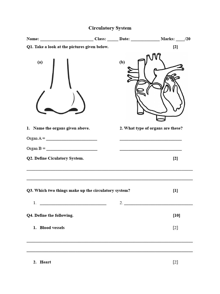 Circulatory System | PDF | Circulatory System | Organ (Anatomy)