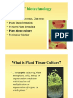 Plant Tissue