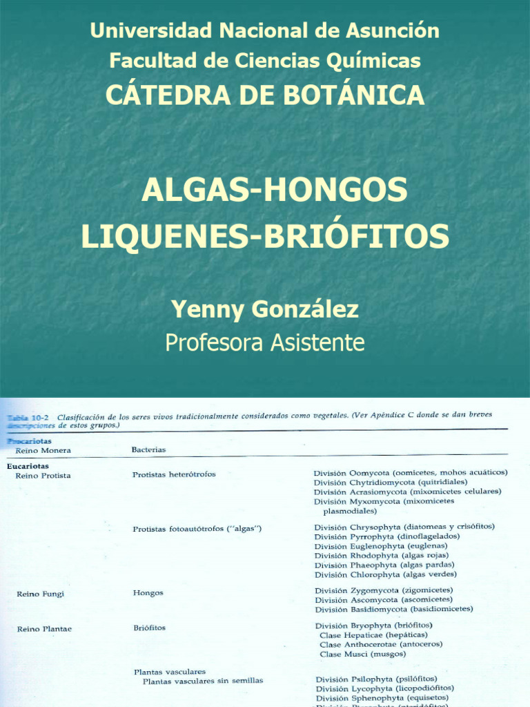 PLANTAS VASCULARES E AVASCULARES visual data 3