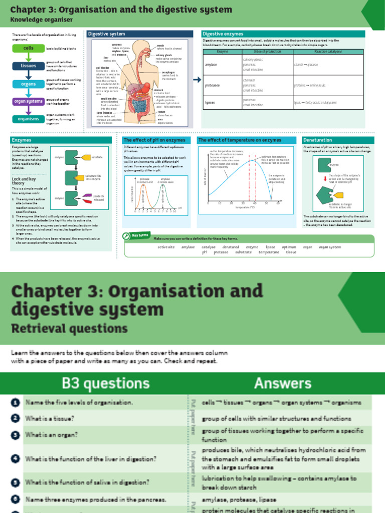 Organisation and the Digestive System | PDF | Digestion | Enzyme