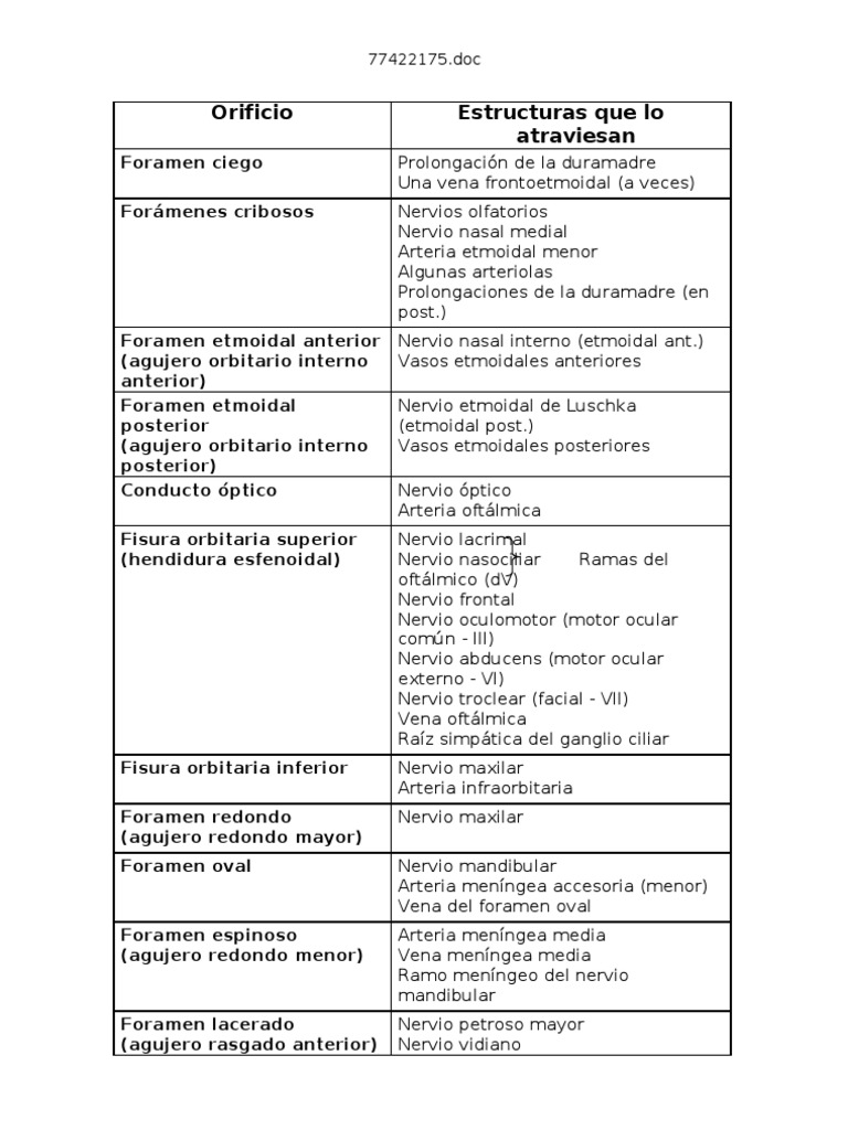 Agujero Del Craneo Y Contenido Pdf Cabeza Y Cuello Humanos Anatomia De Los Primates