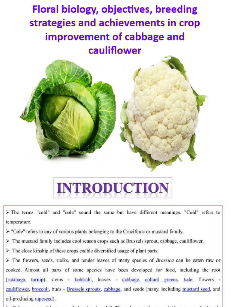 Cabbage and Cauliflower Floral Biology | PDF